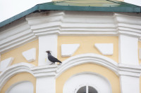 Старая и новая жизнь Христорождественского храма в Чулково, Фото: 92