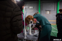 Выставка собак в Туле, Фото: 26