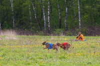 В Туле состоялись собачьи бега, Фото: 32