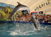 Шоу карибских дельфинов, Фото: 4