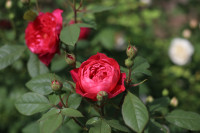 В яснополянской теплице высадили исторические розы, Фото: 10