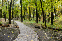 деревья в Платоновском парке , Фото: 14