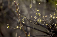 Весна 2020 в Туле: трели птиц и первые цветы, Фото: 24