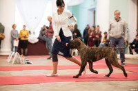 Выставка собак в ДК "Косогорец", Фото: 59