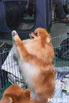 Выставка собак в Туле 26.01, Фото: 24