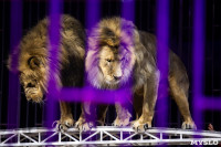 Шоу фонтанов «13 месяцев»: успей увидеть уникальную программу в Тульском цирке, Фото: 211
