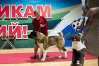 В Туле прошла выставка собак всех пород, Фото: 100
