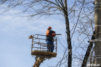 Кронирование деревьев в Туле: что можно, а чего нельзя?, Фото: 16
