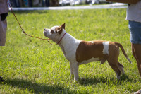 В Туле прошла выставка собак всех пород: фоторепортаж, Фото: 78