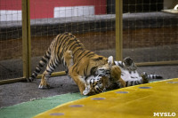 Фитнес для тигрят: как воспитываются будущие звезды цирка?, Фото: 35