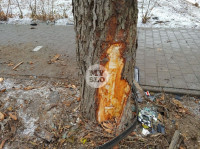 В Туле водитель Volvo снес остановку и протаранил дерево , Фото: 11