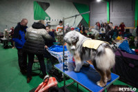 Выставка собак в Туле, Фото: 11