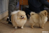 Выставка собак в Туле 29.02, Фото: 42