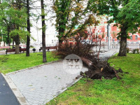 Деревья на ул. Советской, Фото: 12