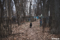 Кладбища Алексина зарастают мусором и деревьями, Фото: 76