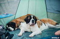 Всероссийская выставка собак в Туле, Фото: 72