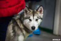 Выставка собак в Туле, Фото: 110