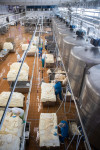 На Узловском молочном комбинате оптимизировали производство творога , Фото: 14