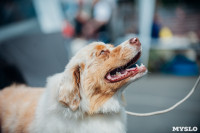 Всероссийская выставка собак в Туле, Фото: 32