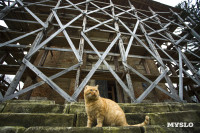 Храм Спаса Нерукотворного Образа, Фото: 33