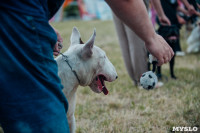 Всероссийская выставка собак в Туле, Фото: 85