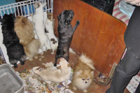 Похищенные собаки, Фото: 11