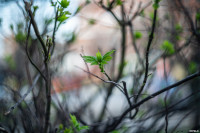 Аномальное цветение апреля: в Туле уже распустилась черемуха, Фото: 44