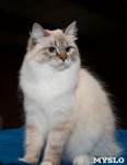 Выставка кошек в Искре, Фото: 74