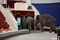 Тульский цирк анонсировал Шоу слонов, Фото: 17