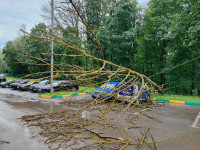 Упавшее дерево в Платоновском парке, Фото: 9