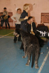 В Туле прошла всероссийская выставка собак, Фото: 50