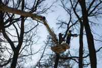 В Белоусовском парке спиливают деревья, Фото: 9