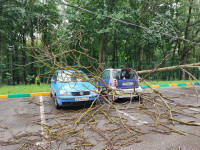 Упавшее дерево в Платоновском парке, Фото: 8