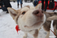 Праздник северных собак на Куликовом поле , Фото: 6