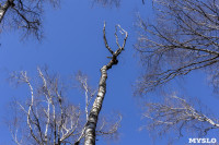Кто и как решает, какие деревья нужно удалять в Центральном парке Тулы, Фото: 37