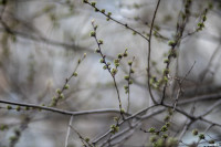 Аномальное цветение апреля: в Туле уже распустилась черемуха, Фото: 42