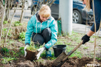 Посадка деревьев во дворе на ул. Максимовского, 23, Фото: 6