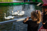 Запуск лебедей в верхний пруд Центрального парка Тулы, Фото: 28