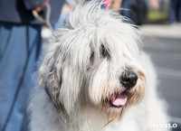 В Туле прошла Всероссийская выставка собак , Фото: 25
