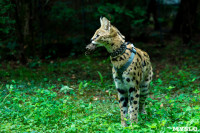 Бэби-леопард дома: зачем туляки заводят диких сервалов	, Фото: 34