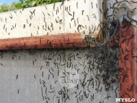 Деревню под Тулой атаковали прожорливые гусеницы , Фото: 10