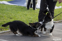В Туле прошла Всероссийская выставка собак , Фото: 31