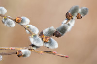 , Фото: 52