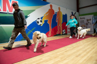 В Туле прошла выставка собак всех пород, Фото: 89