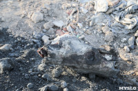Незаконную свалку на берегу Тулицы спрятали под грудой земли, Фото: 31