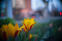 В Туле зацвела вишня и тюльпаны, Фото: 20