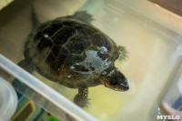 Черепахи в экзотариуме, Фото: 17