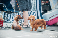 Всероссийская выставка собак в Туле, Фото: 26