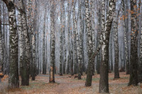 Тульский ноябрь, Фото: 5