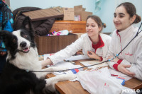 Всероссийская выставка собак 2017, Фото: 9